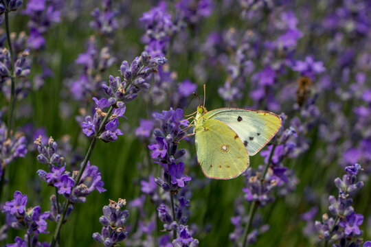 Colias croceus, Clouded Yellow butterfly on purple flower
