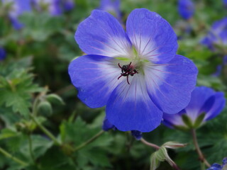 Flor de color maravilloso y feliz