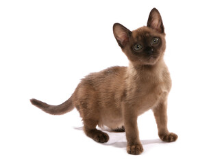 brown burmese kitten