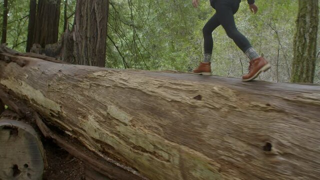 Following Shot of a Young Womans Legs Walking on a Fallen Redwood Tree Trunk