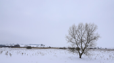 Lonely winter tree
lonely tree in a frozen winter landscape