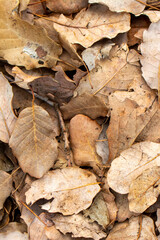 Autumn landscape. Frame dry leaf background.