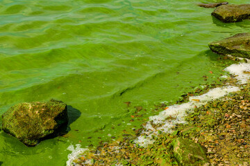 Green algae pollution on the water surface. Ecological concept