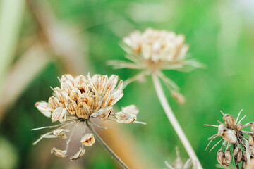 Seed of Giant Hogweed. Dangerous plant flowering with seeds