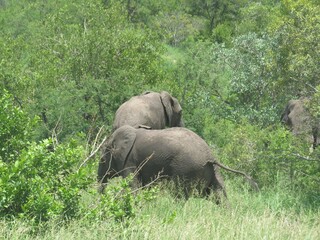 Elephants at the Kruger Park, Mpumalanga, South Africa.