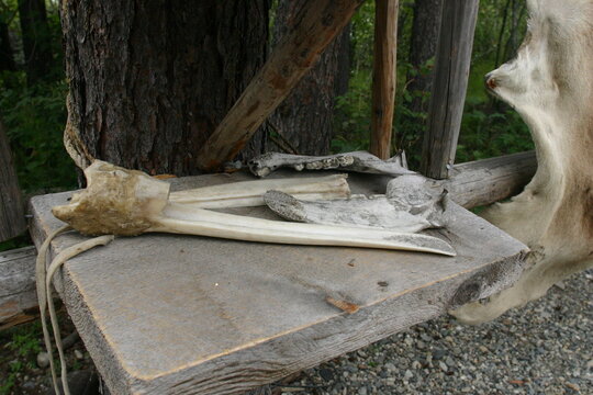 Alaska Tanning Skin Table, Athabaskan Village Museum, on the Chena River Tanana River Confluence Near Fairbanks with all the Tools Needed to Make Pelts from Trapped Animal Skins