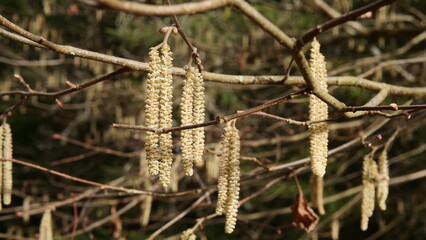 Die ersten Haselnussblüten