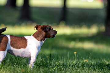 Jack russell terrier playing in the summer park at noon.