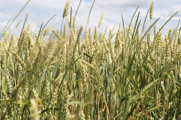 wheat field and sky