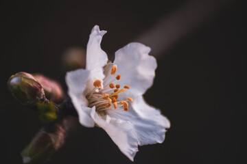 Fototapeta na wymiar Macro of Almond flower