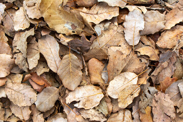 Autumn landscape. Frame dry leaf background.