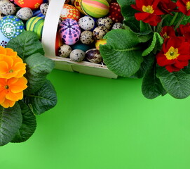 Primroses and painted eggs on green background 