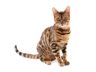 Rosetted Bengal Cat