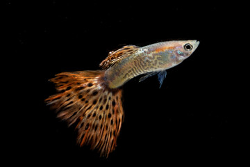 Naklejka premium Colorful guppy fishes in black background