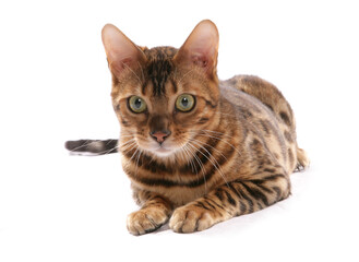 Rosetted Bengal Cat laying