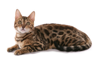 Rosetted Bengal Cat