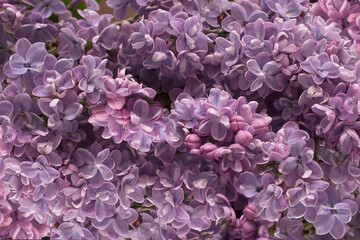beautiful lilac flowers as the backdrop. the concept of spring