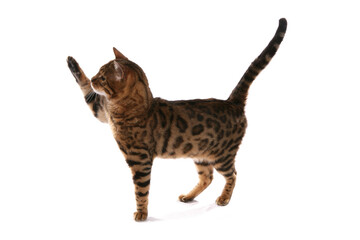 Rosetted Bengal Cat