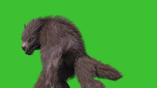 Werewolf Real Fur Green Screen Attacks Front 3D Rendering Animation 4K Horror