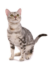 Snow marbled bengal cat