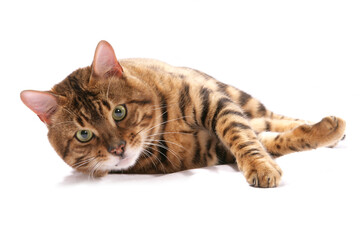 Rosetted Bengal Cat