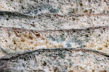 Moldy bread slices placed on wicker floor. Stale bread with aspergillus sp.