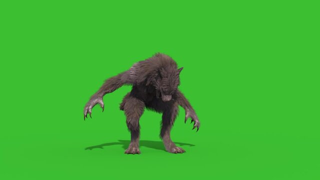 Werewolf Real Fur Green Screen Howls Front 3D Rendering Animation 4K Horror