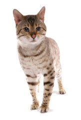 Snow spotted bengal cat