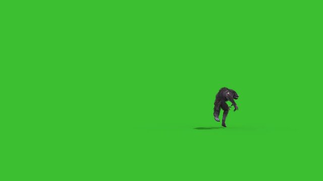 Werewolf Real Fur Green Screen Runs Back 3D Rendering Animation 4K Horror