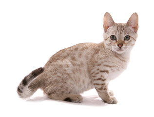 aoc eyed snow spotted bengal kitten
