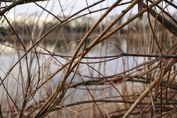 branches on the water