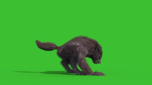 Werewolf Real Fur Green Screen Shoot Side 3D Rendering Animation 4K Horror