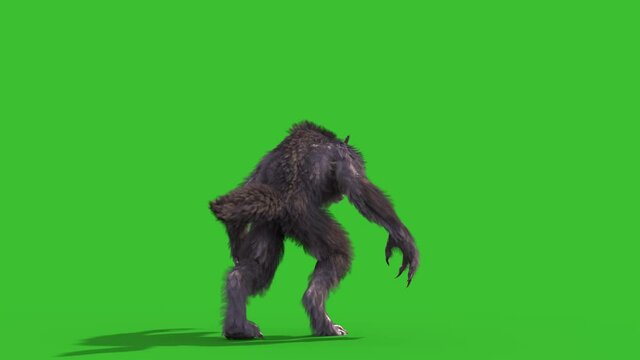 Werewolf Real Fur Green Screen Walks Back 3D Rendering Animation 4K Horror