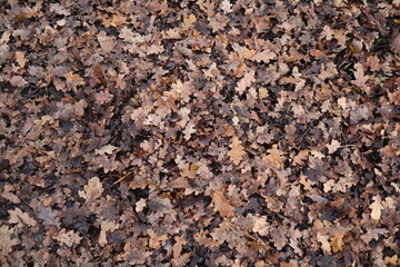 autumn leaves on the ground