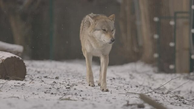 Portrait of a grey wolf Canis Lupus in winter, close-up of a predator. 4K slow motion, ProRes 422, ungraded C-LOG 10 bit