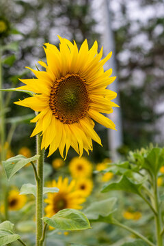 Beautiful bloomed sunflowers in the field with soft bokeh background