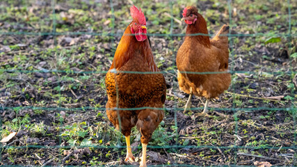 Fototapeta premium Brown cock chicken (male) on a farm 
