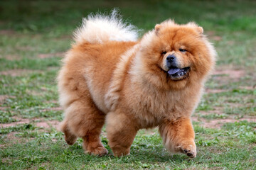 Fototapeta premium Chow Chow