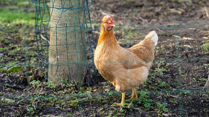 Beautifull brown hen chicken on a farm walking 