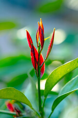 Tendrils of plants by taking very close up shots