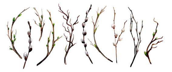 Fototapeta premium Spring branches with buds and tiny fluffy pussies set