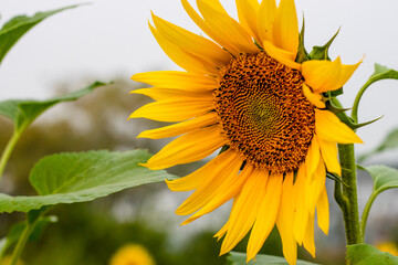 Fully bloomed sunflower with leaves in the field close up