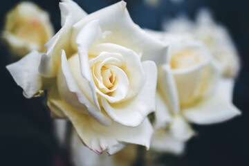 Floral vintage background with bouquet of white roses close up, toned, soft focus, copy space
