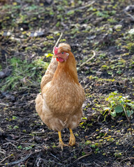 Beautifull brown hen chicken on a farm walking 