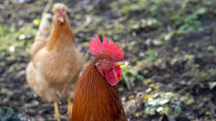 Brown cock chicken (male) on a farm 