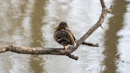 Duck on a tree with one leg