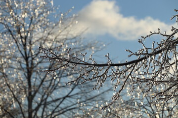 Ice Storm