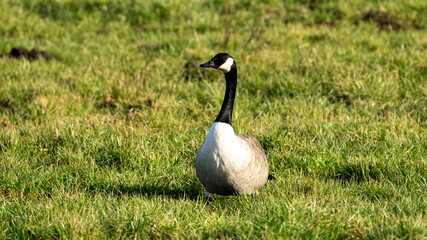 Canadeese goose on grass in the sun