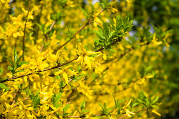 A large bush of bright yellow flowers of the Forsythia plant, Easter tree, in the park on a sunny day in early spring, a beautiful floral background.