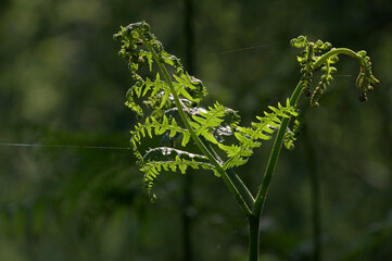 Rotes Wasser von Olfen